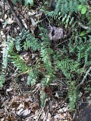 Myriopteris alabamensis