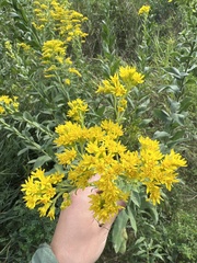 Solidago rigida