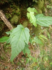 Acer caudatifolium