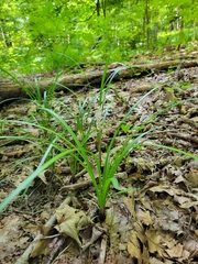 Liriope spicata