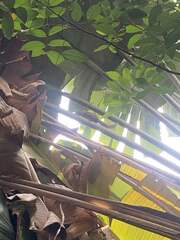 Callosciurus notatus