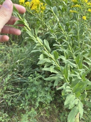 Solidago rigida