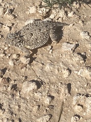Phrynosoma cornutum