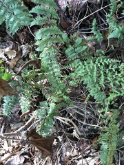 Myriopteris alabamensis