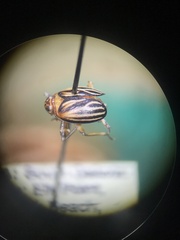 Phylloscelis atra