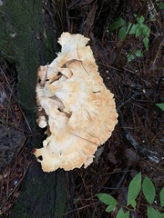 Laetiporus cincinnatus