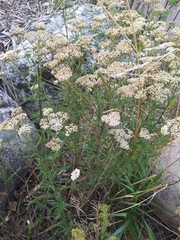 Achillea millefolium