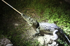 Crocodylus moreletii