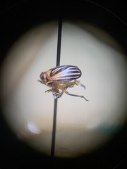 Phylloscelis atra