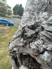 Polleniidae
