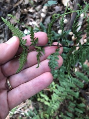 Myriopteris alabamensis