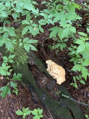 Laetiporus cincinnatus