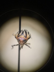 Phylloscelis atra
