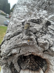 Polleniidae