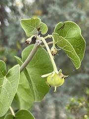Jatropha cinerea