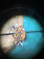 Phylloscelis atra