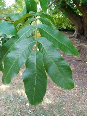 Pterocarya fraxinifolia