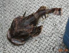 Myoxocephalus polyacanthocephalus