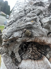 Polleniidae