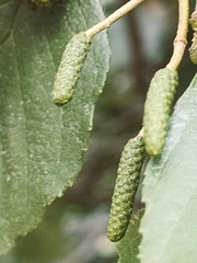 Alnus glutinosa