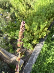 Hyssopus officinalis