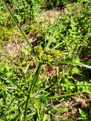 Cyperus eragrostis