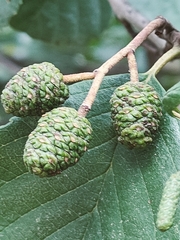 Alnus glutinosa