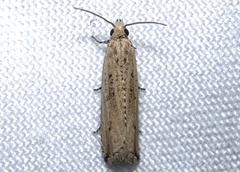 Bactra