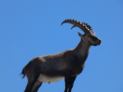 Capra ibex