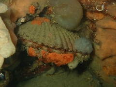 Mimachlamys varia