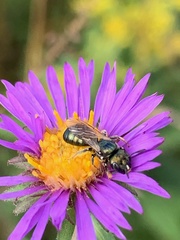 Ceratina calcarata
