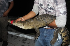 Crocodylus moreletii