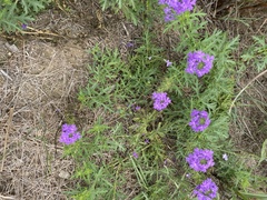 Verbena pulchella