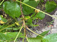 Toxicodendron rydbergii