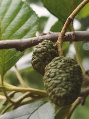 Alnus glutinosa