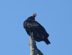Cathartes aura