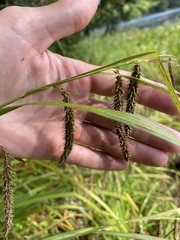 Carex gynandra