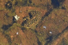 Rana luteiventris
