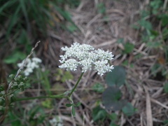 Angelica polymorpha