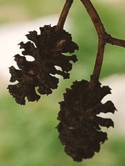Alnus glutinosa