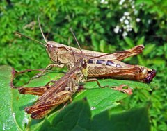 Chorthippus macrocerus