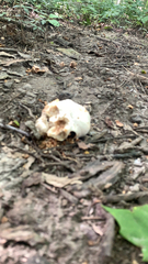 Entoloma abortivum