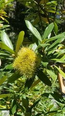 Chrysolepis chrysophylla