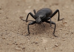 Eleodes grandicollis