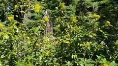 Chrysolepis chrysophylla