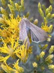 Mythimna