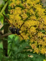 Ancistrocerus gazella
