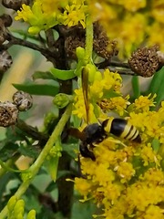 Ancistrocerus gazella