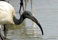 Threskiornis aethiopicus