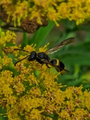 Ancistrocerus gazella